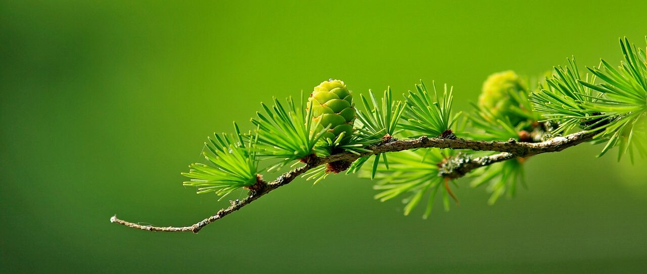 Pseudolarix Amabilis